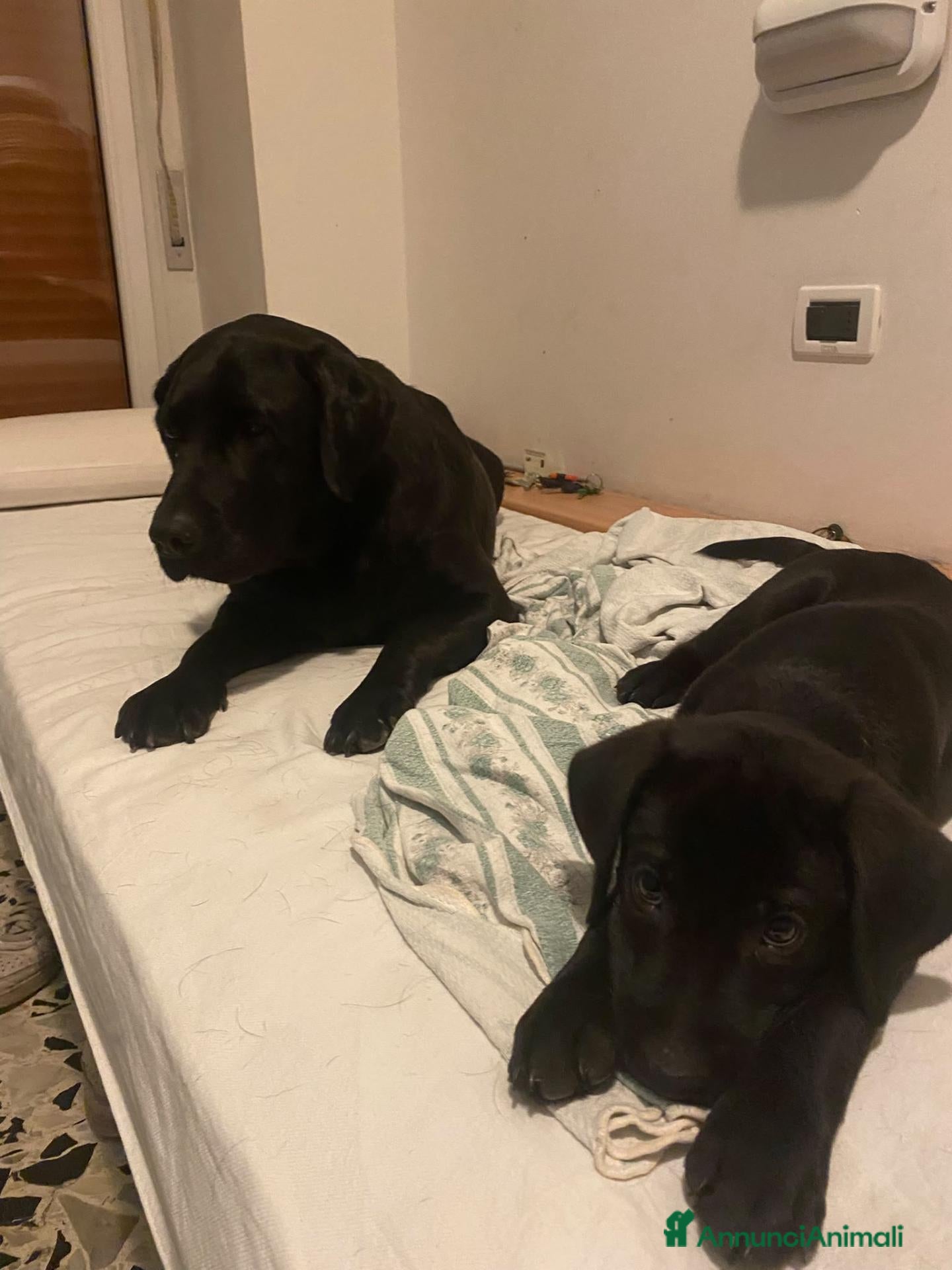 Labrador cani I cuccioli di Camille e Ethan  - Annuncio 1