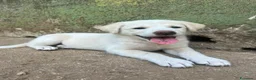 Meticcio cani in regalo: Luce cerca casa 💞 - Annuncio 10