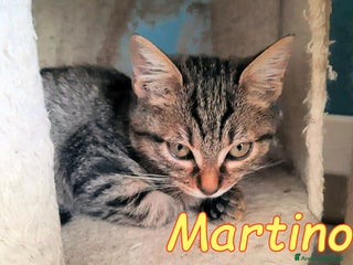 Europeo gatti MARTINO DOLCISSIMO GATTINO - Annuncio 12