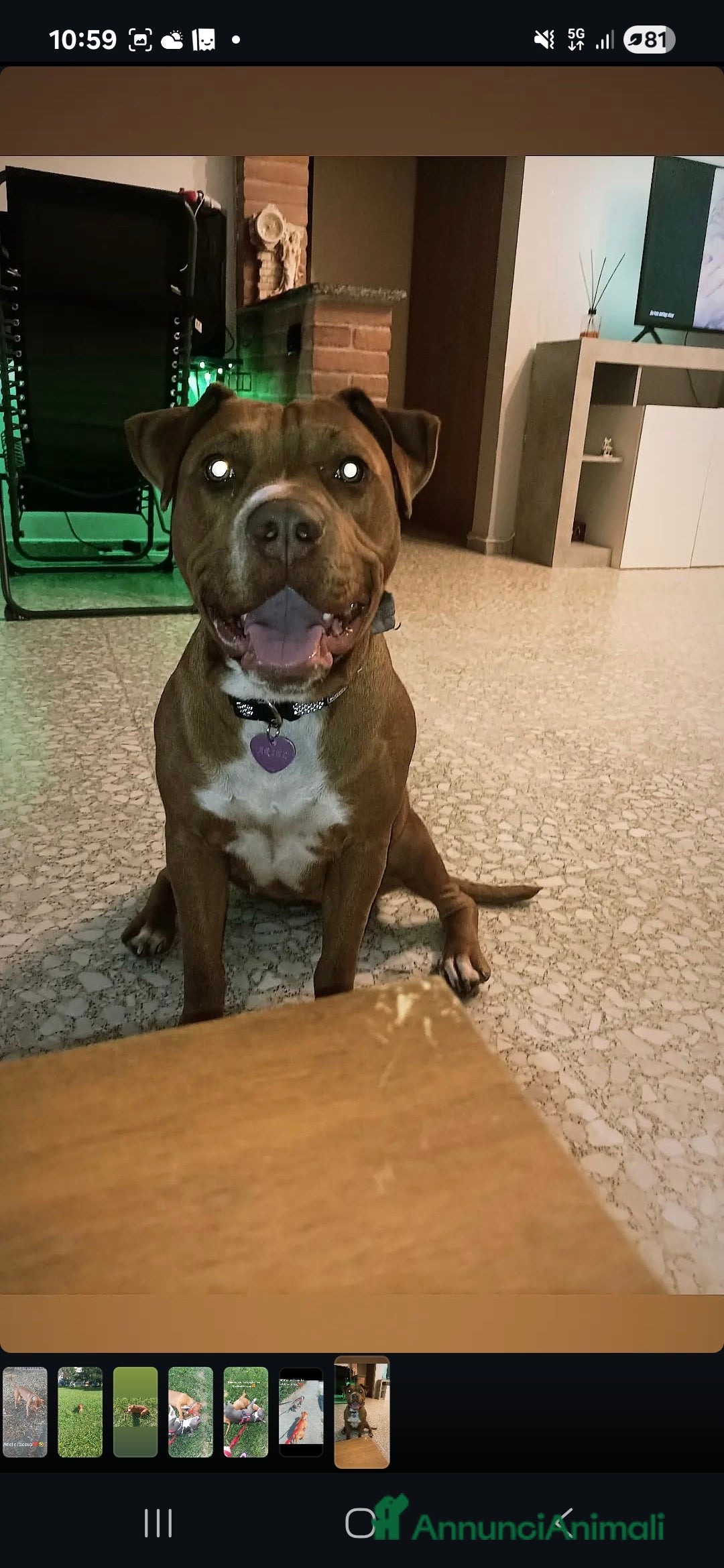 American Staffordshire cani Ariel  - Annuncio 5