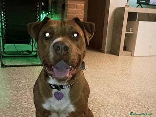 American Staffordshire cani Ariel - Annuncio 11