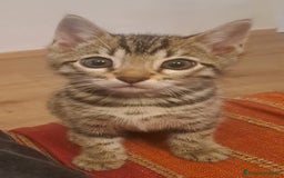 Bengala gatti in vendita: Gattino maschio di razza bengala a Provincia della Spezia - Immagine 1