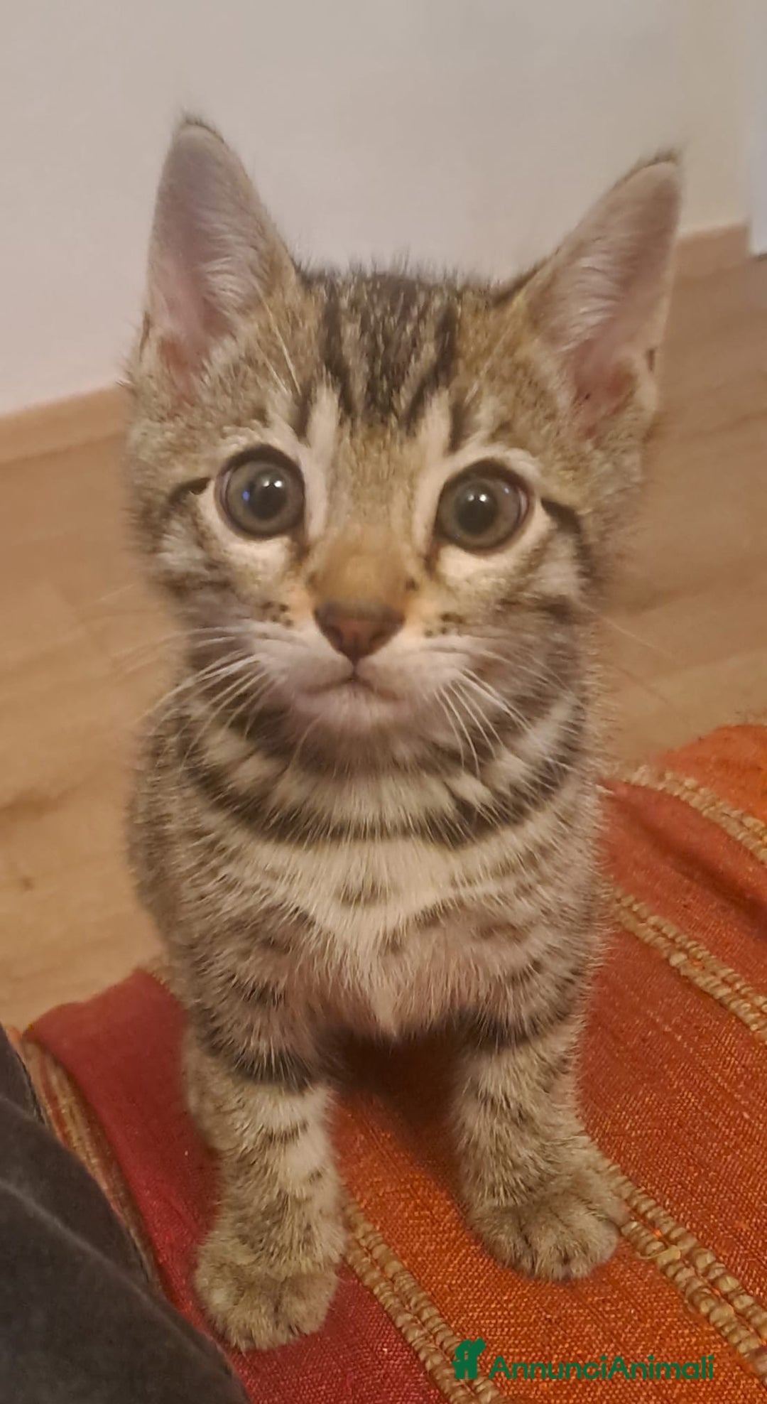 Bengala gatti in vendita: Gattino maschio di razza bengala a Provincia della Spezia - Immagine 1