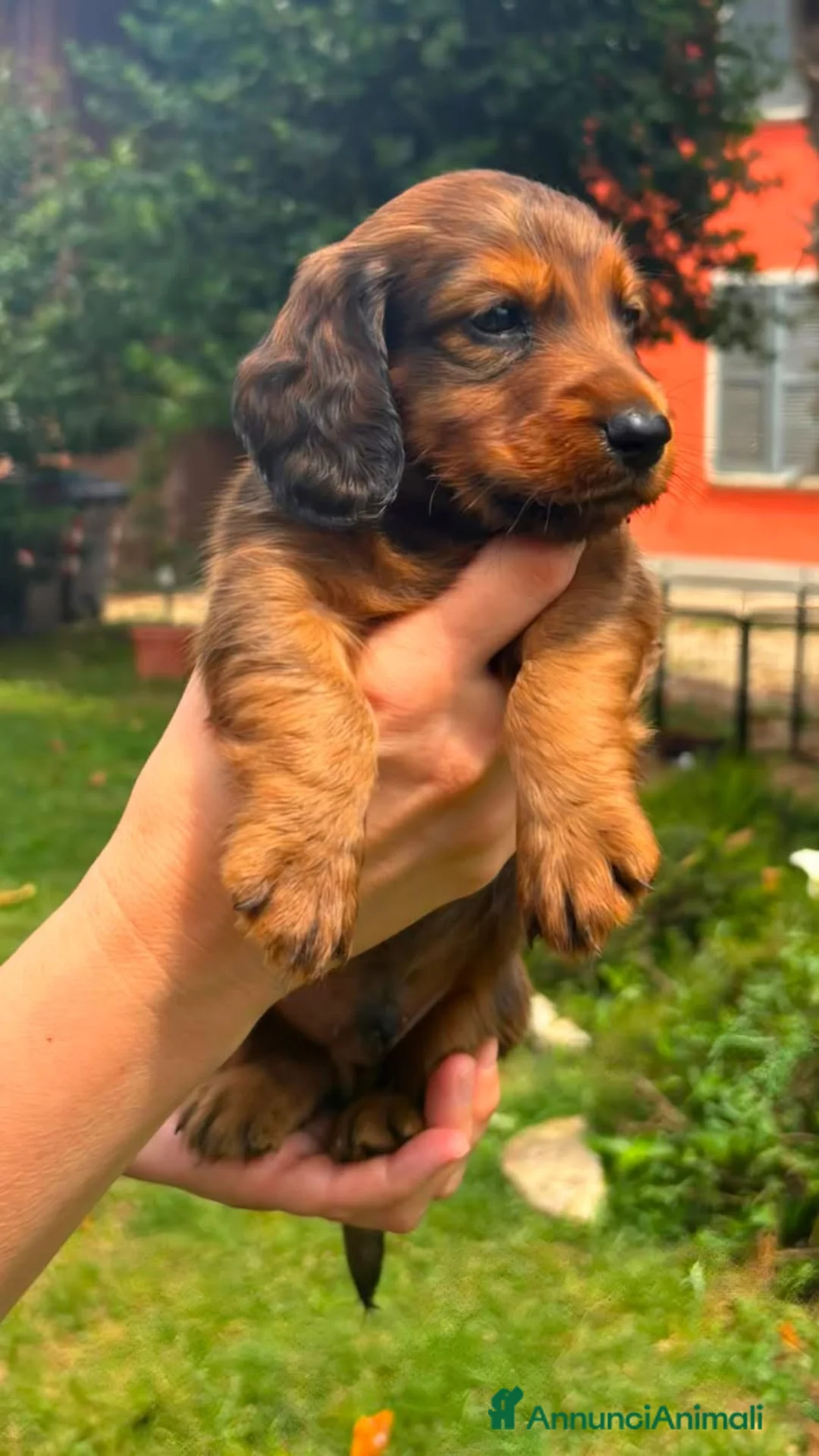 Bassotto cani in vendita: Bassotti standard a pelo lungo - Annuncio 6