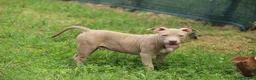 Pitbull cani in vendita: Cuccioli di Pit Bull anche a rate - Annuncio 20