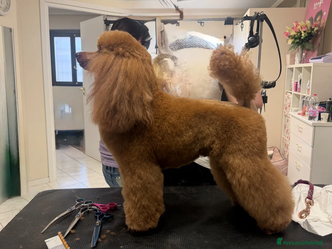 Barboncino cani per accoppiamento: Disponibile per monte Barbone nano Red  a Provincia di Bergamo - Annuncio 11