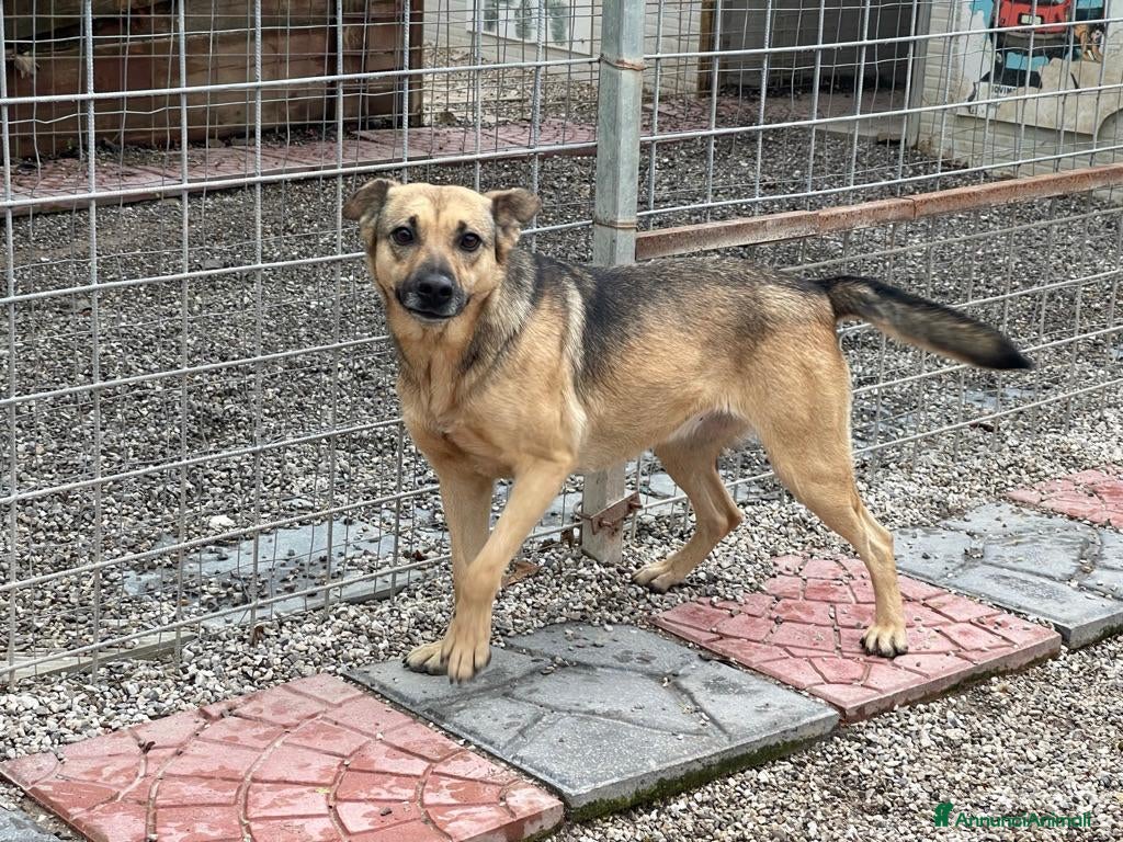 Meticcio cani Pulla: adozione del cuore  - Annuncio 26