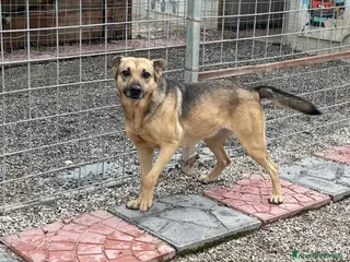 Meticcio cani Pulla: adozione del cuore - Annuncio 26