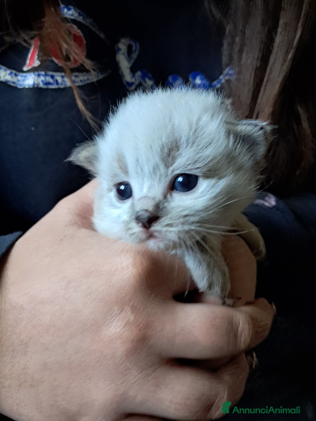 Siberiano gatti in vendita: Cucciola Siberiana neva  - Annuncio 2