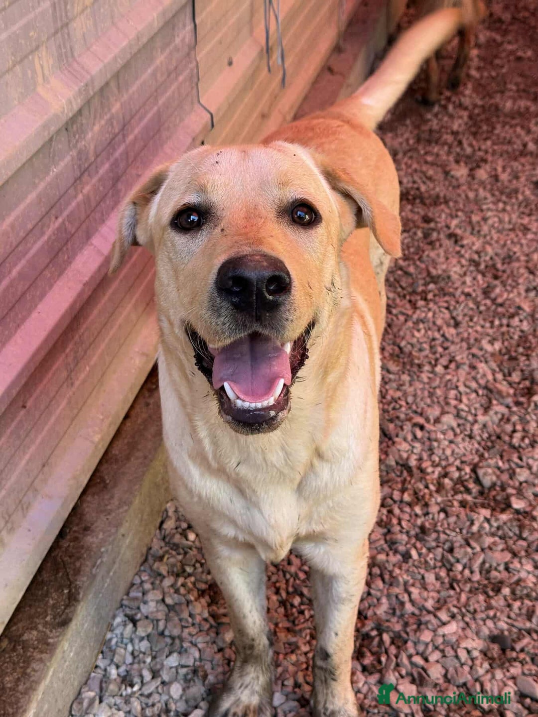 Labrador cani in regalo: RIO, stupendo mix LABRADOR dolcissimo! - Annuncio 5