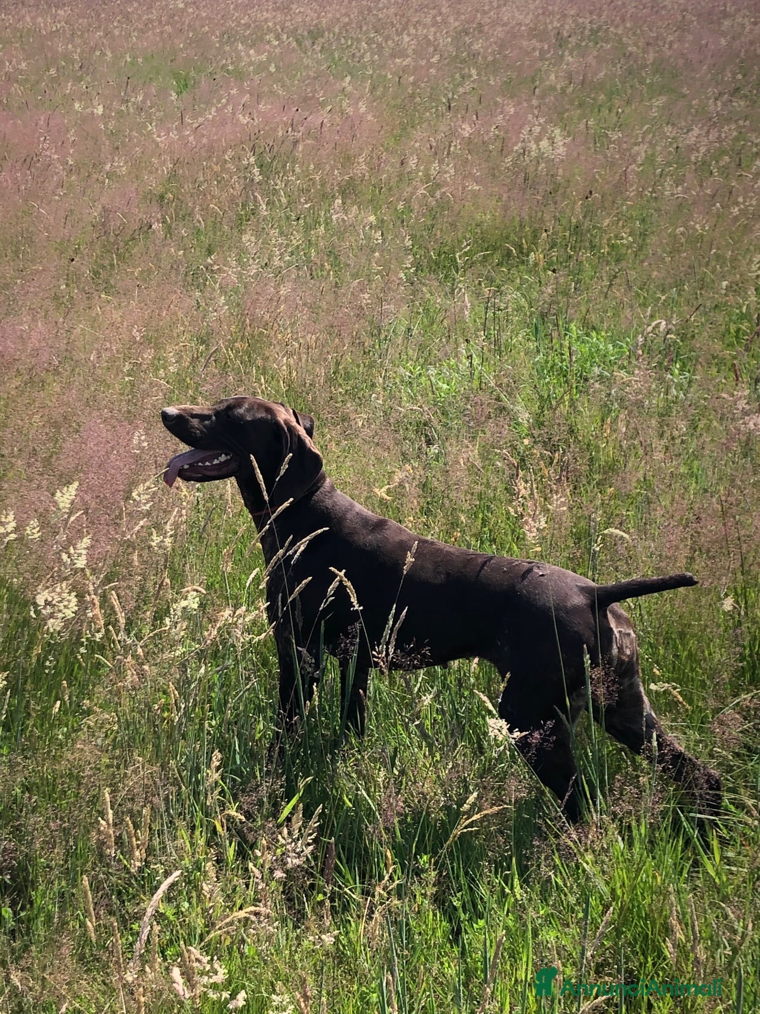 Bracco cani Una cagnolina speciale cerca casa piena d'amore  - Annuncio 2