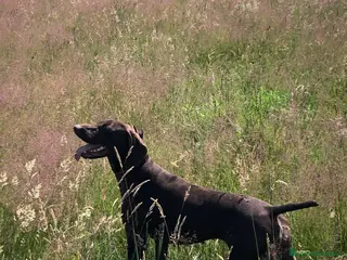 Bracco cani Una cagnolina speciale cerca casa piena d'amore - Annuncio 2