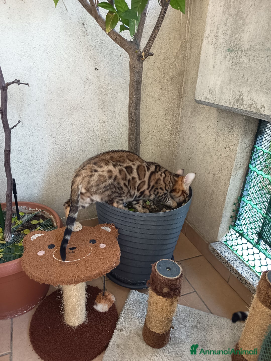 Bengala gatti in vendita: Dolcissimo maschietto di una stupenda colorazione  - Annuncio 10