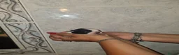 Chihuahua cani in vendita: Cuccioli di chihuahua  - Annuncio 11