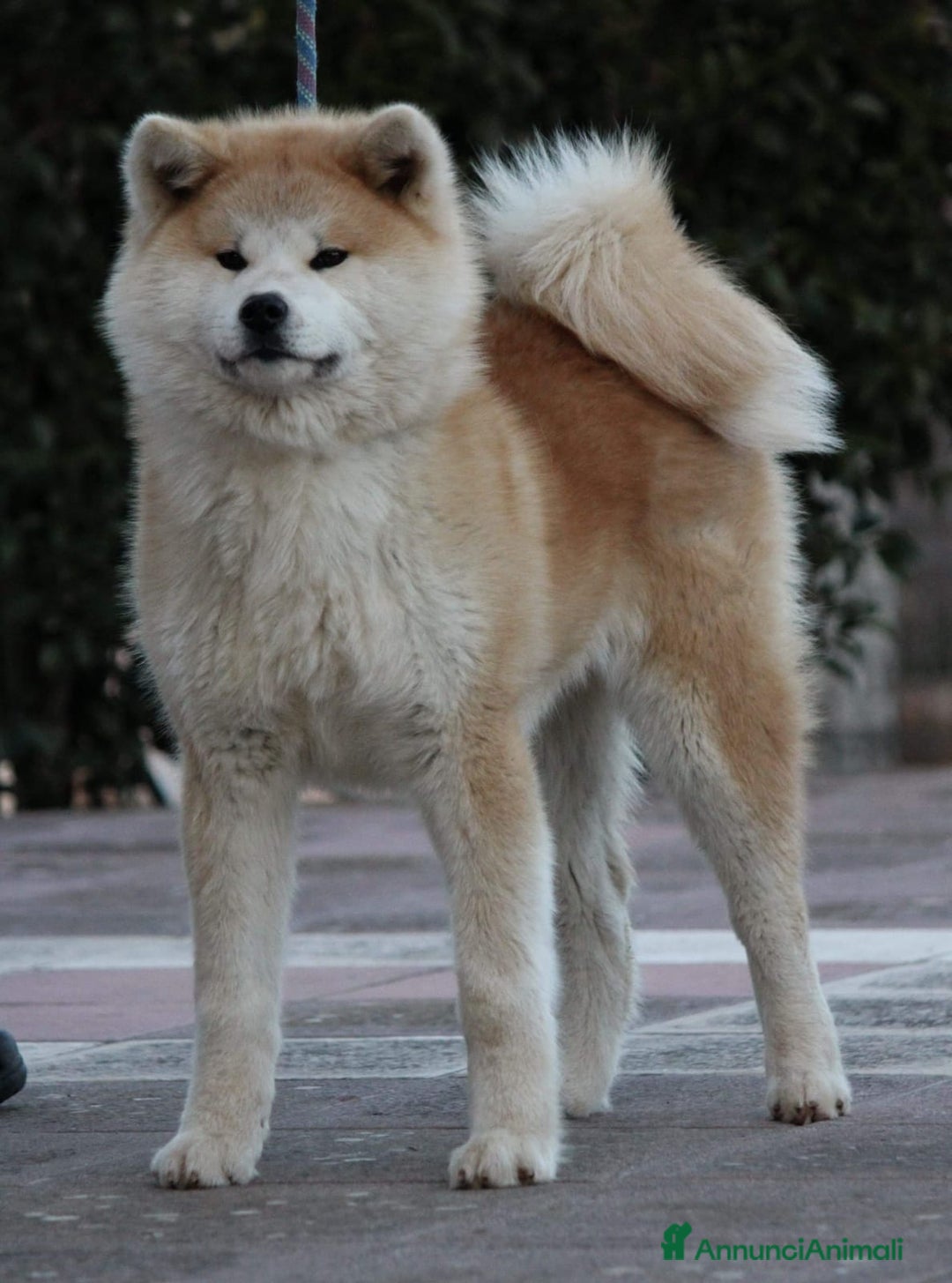 Akita Inu cani in vendita: Ultima cucciola di 6  - Annuncio 3
