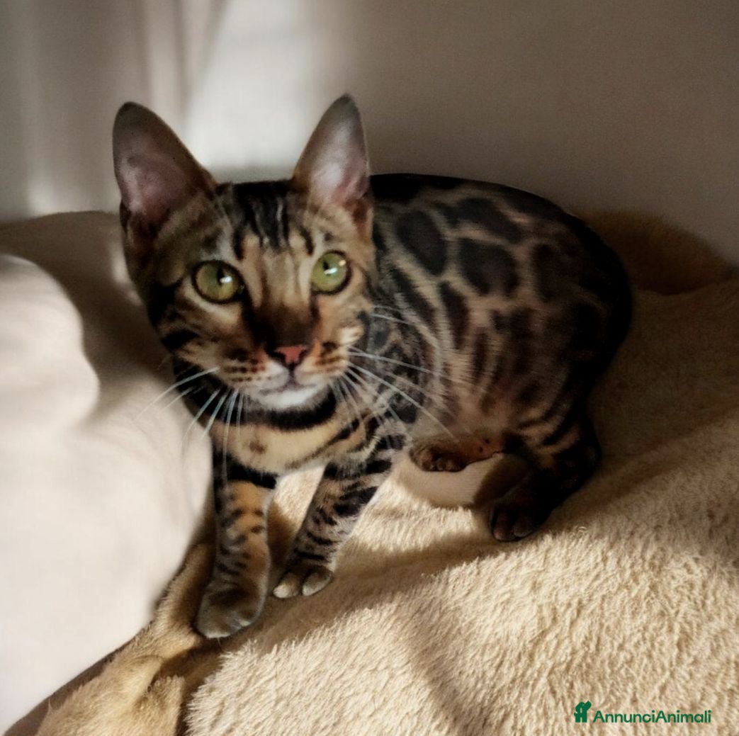 Bengala gatti Gattina Bengala dolcissima  - Annuncio 4