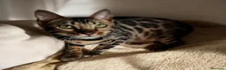 Bengala gatti in vendita: Gattina Bengala dolcissima  - Annuncio 1