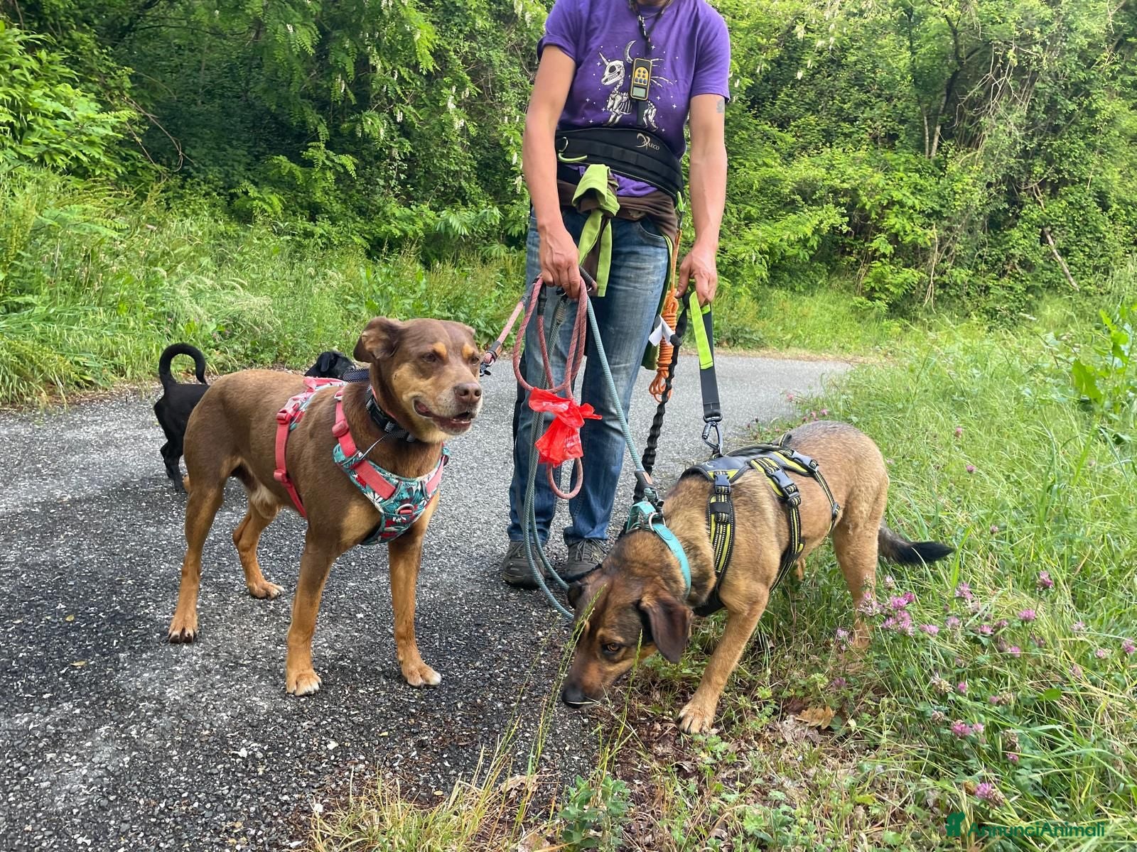 Meticcio cani in regalo: Lola: socievole, equilibrata, affettuosa  - Annuncio 2