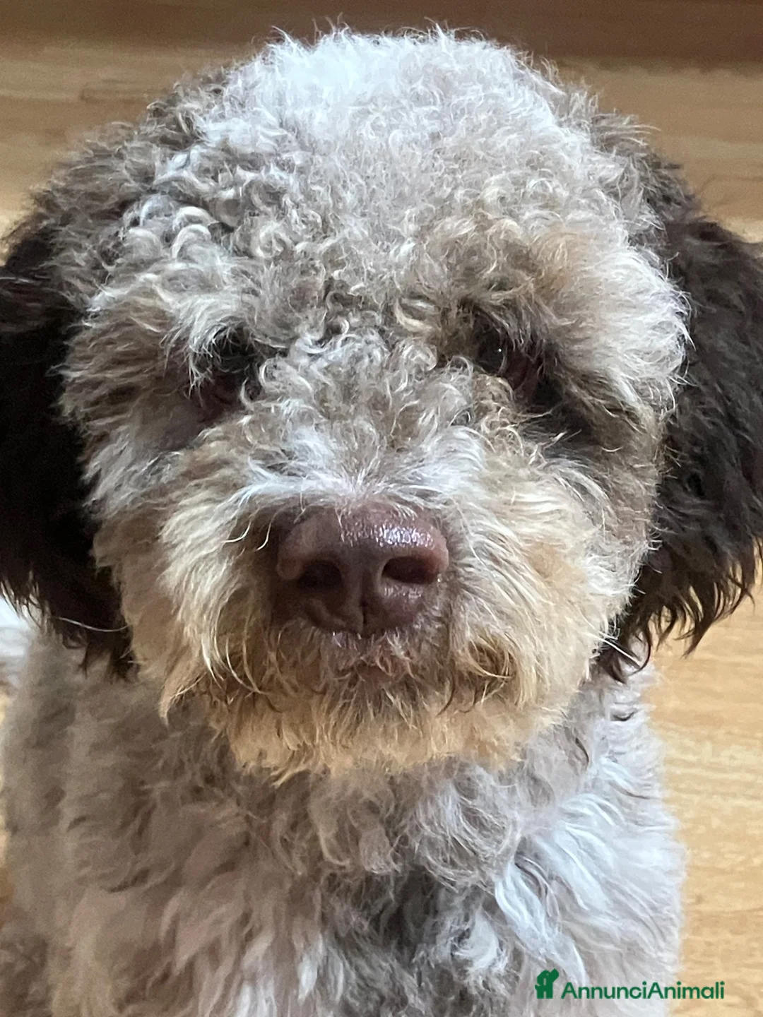 Lagotto cani in regalo: Artù  a Provincia di Salerno - Annuncio 1
