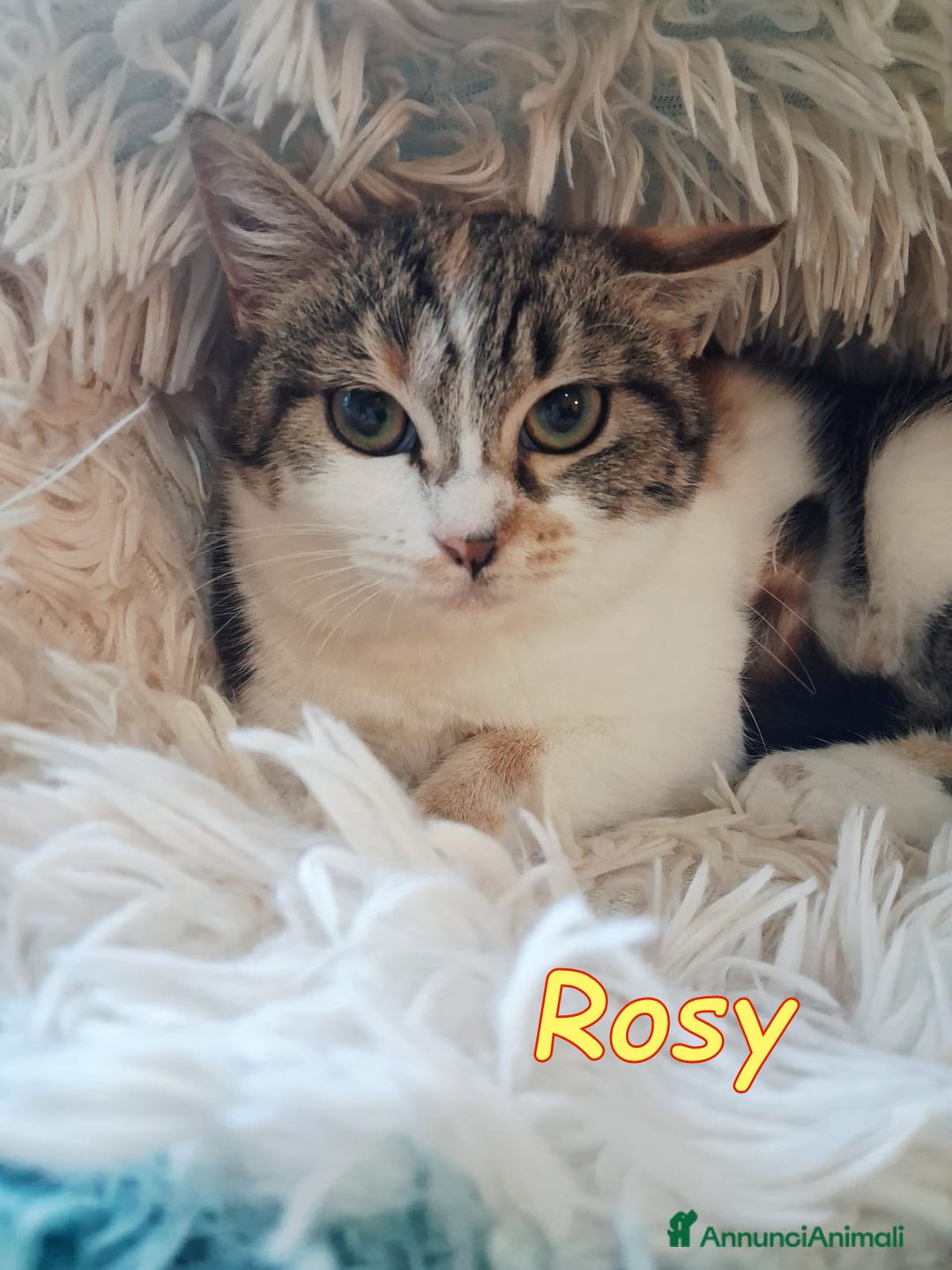 Europeo gatti in regalo: Dory  bellissima   gattina  di  3 mesi  - Annuncio 6