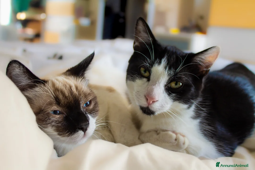 Europeo gatti in regalo: Coppia di gatti fratello/sorella, sterilizzati - Annuncio 1