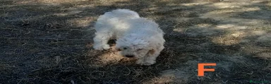 Lagotto 3