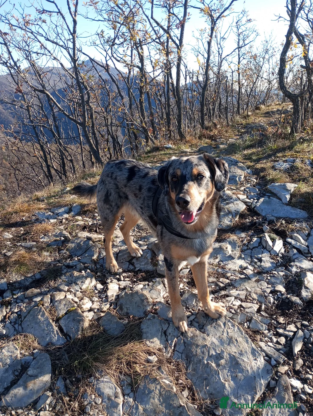 Australian Shepherd cani in regalo: Regalo affettuoso pastore di nome Rhuu - Annuncio 5