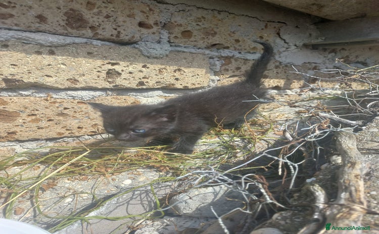 Meticcio gatti - Annuncio 4