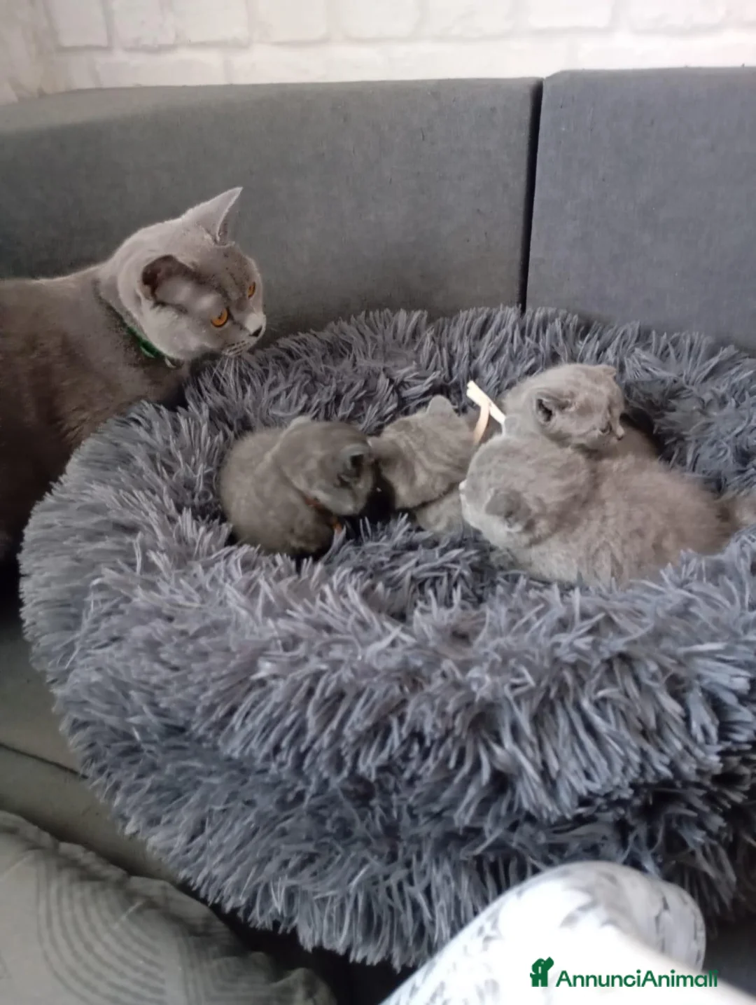 British gatti in vendita: British shorhair cuccioli in prenotazione  - Annuncio 1