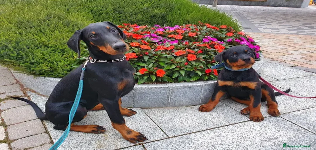 Immagine della galleria {{count}}