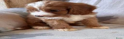 Cavapoo cani in vendita: Cuccioli di cane Cavapoo - Annuncio 7