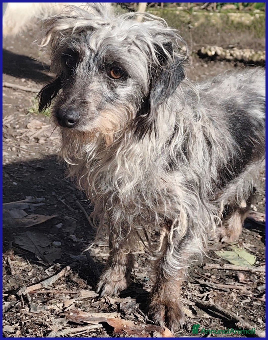 Meticcio cani in regalo: SHENZI SIMIL BASSOTTINA TG PICCOLA, 5 ANNI - Annuncio 8