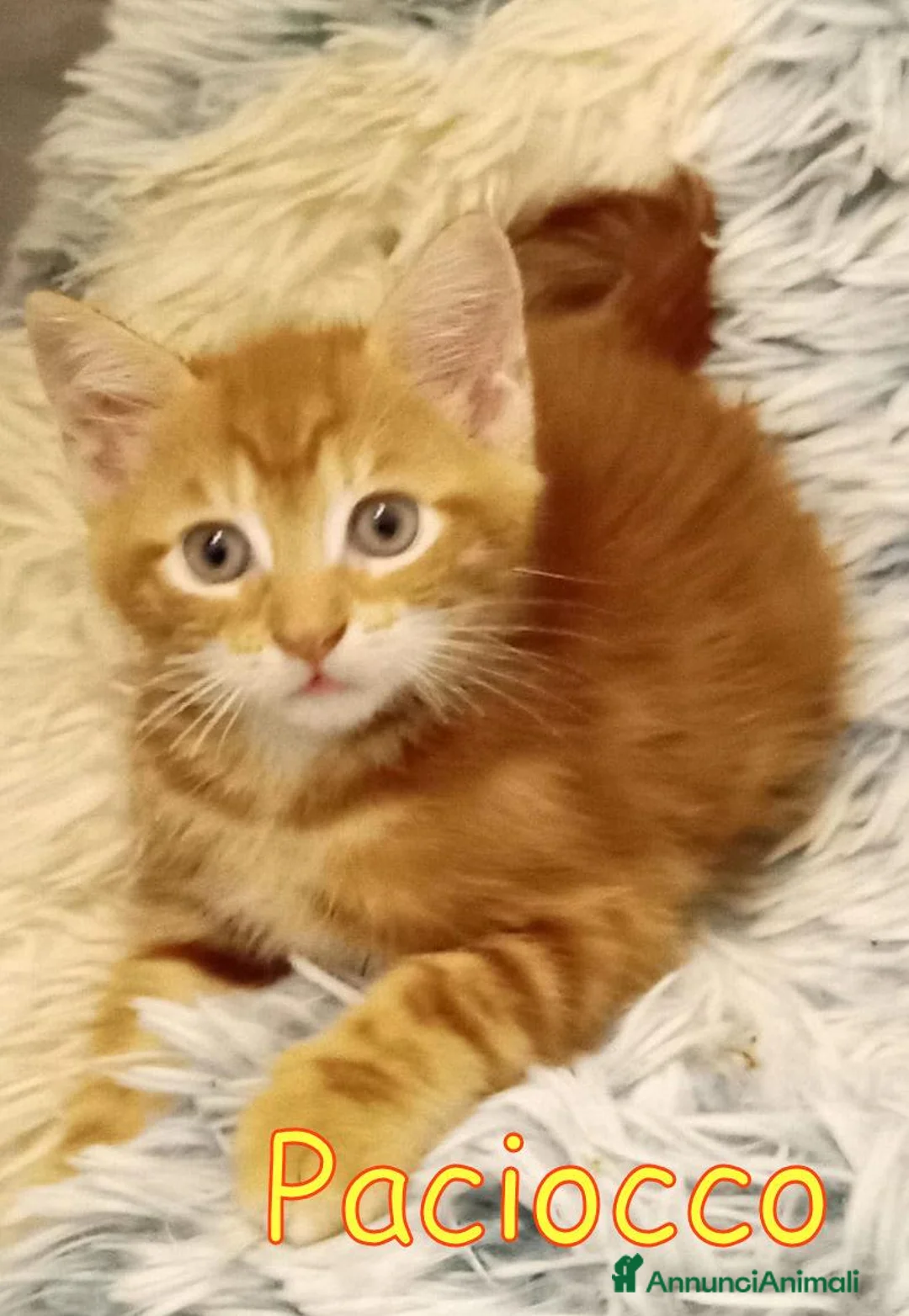 Europeo gatti in regalo: PACIOCCO UN BATUFFOLO DI GATTINO a Città metropolitana di Roma Capitale - Annuncio 2