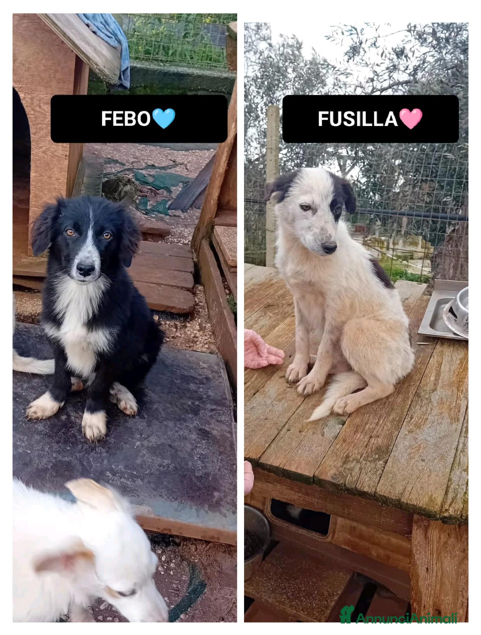 Altre razze cani febo e fusilla - Annuncio 18