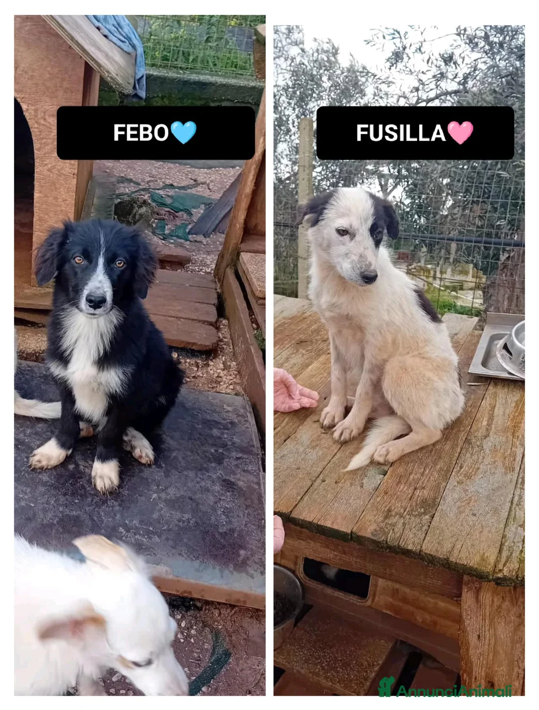 Altre razze cani in regalo: febo e fusilla - Annuncio 1
