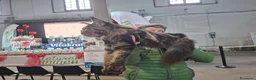 Maine Coon gatti in vendita: Cuccioli maine coon - Annuncio 4