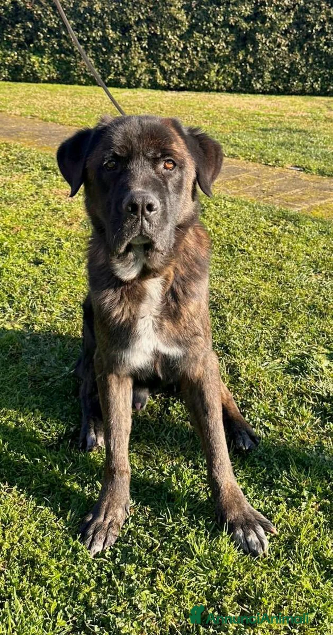 Meticcio cani in regalo: Tyson cerca casa a Città Metropolitana di Bologna - Annuncio 2