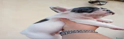 Bulldog Francese cani in vendita: Cuccioli di bulldog francese a Provincia di Perugia - Annuncio 30
