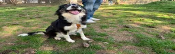Border Collie cani in regalo: Splendida Border Collie - MILA - Annuncio 16