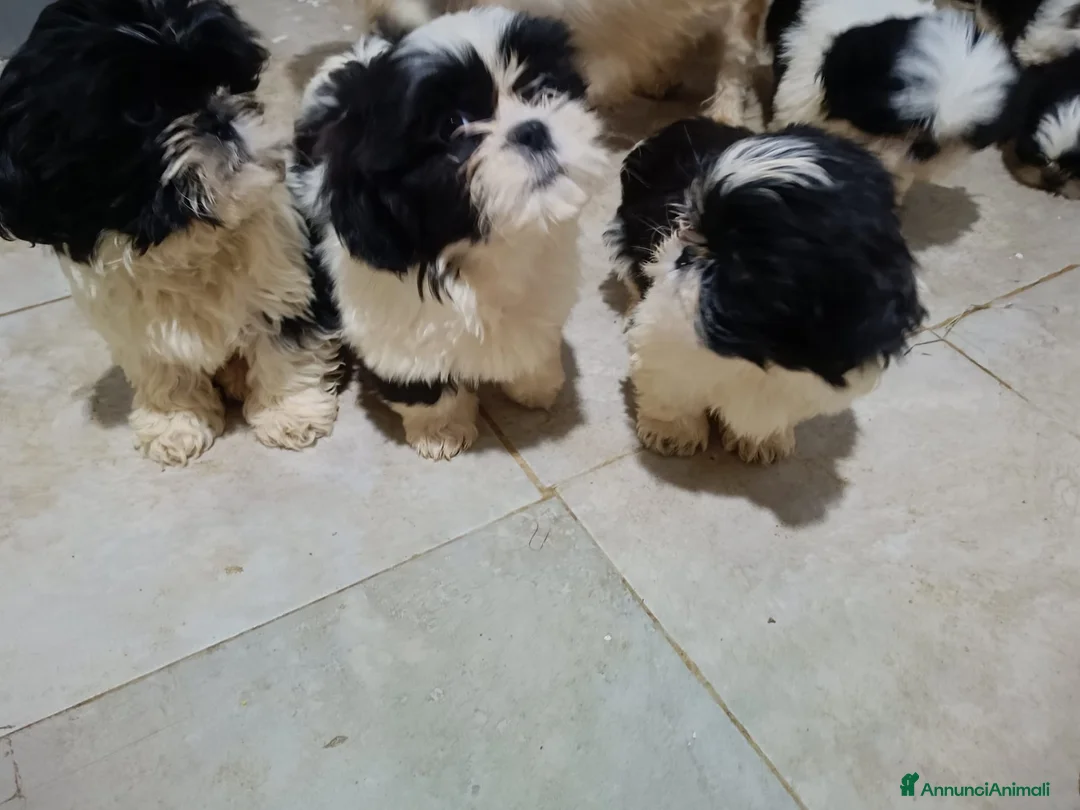 Shih Tzu cani in vendita: Cuccioli shit-zu  - Annuncio 1