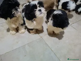 Shih Tzu cani Cuccioli shit-zu - Annuncio 1
