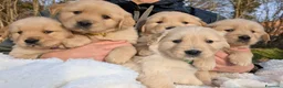 Golden Retriever cani in vendita: CUCCIOLI GOLDEN RETRIEVER LINEA ANGLOAMERICANA - Annuncio 3