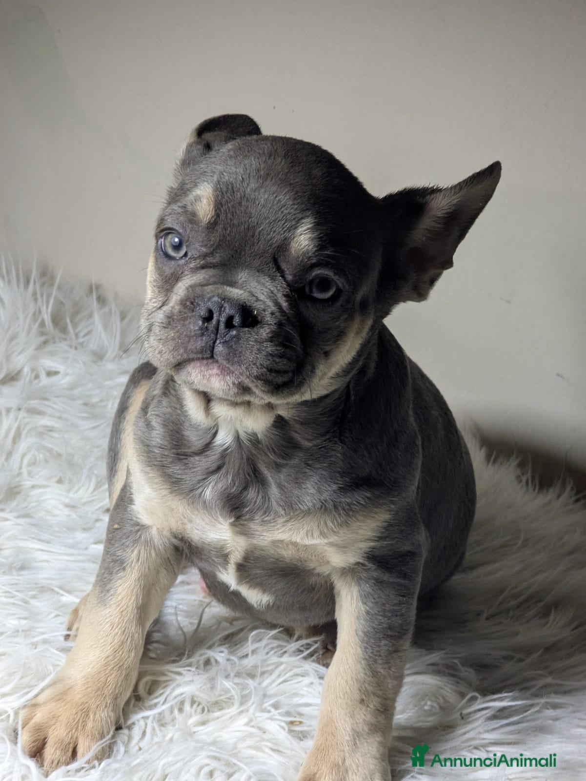 Bulldog Francese cani Bulldog francesi cuccioli esotici - Annuncio 5