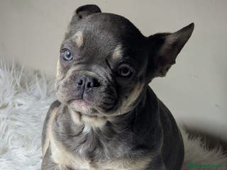 Bulldog Francese cani Bulldog francesi cuccioli esotici - Annuncio 5