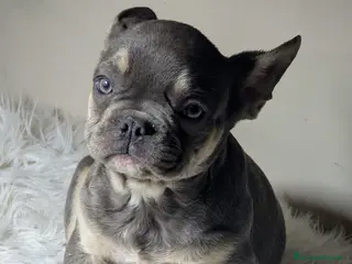 Bulldog Francese cani Bulldog francesi cuccioli esotici - Annuncio 3