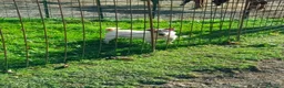 Jack Russell cani in regalo: Jack Russell  - Annuncio 1