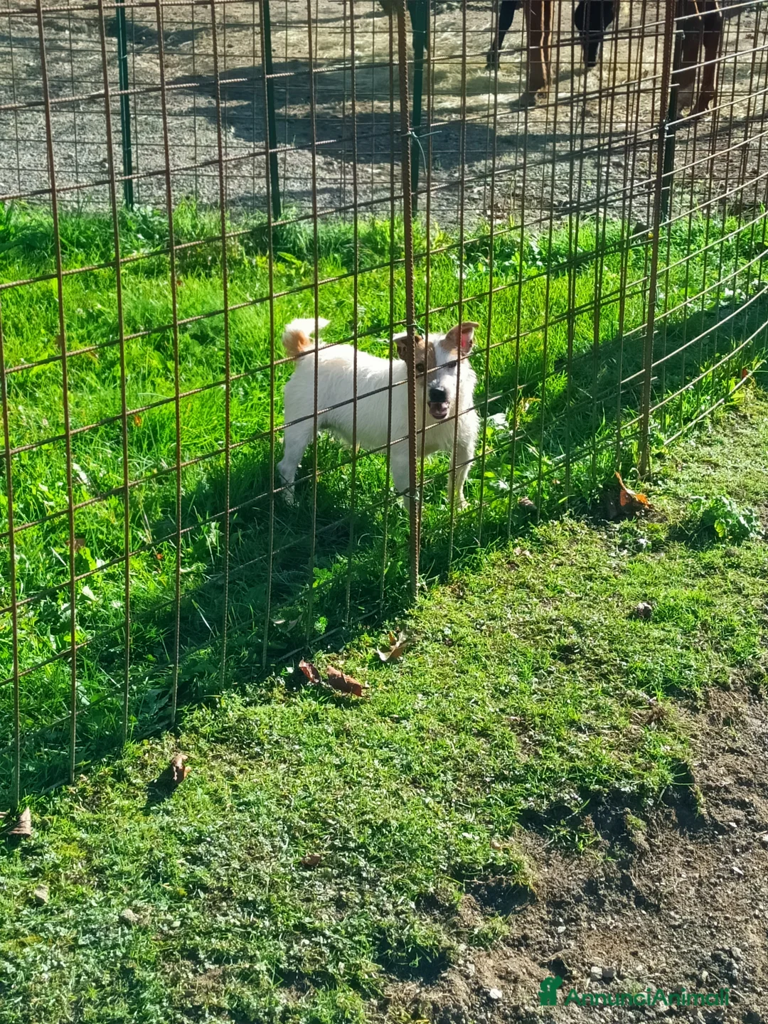 Jack Russell cani in regalo: Jack Russell  - Annuncio 1