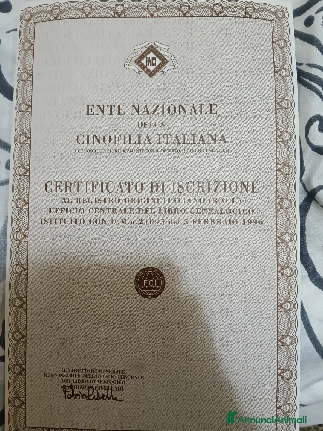 Samoiedo cani per accoppiamento: Samoiedo per accoppiamento.maschio con pedigree  a Città Metropolitana di Torino - Annuncio 1