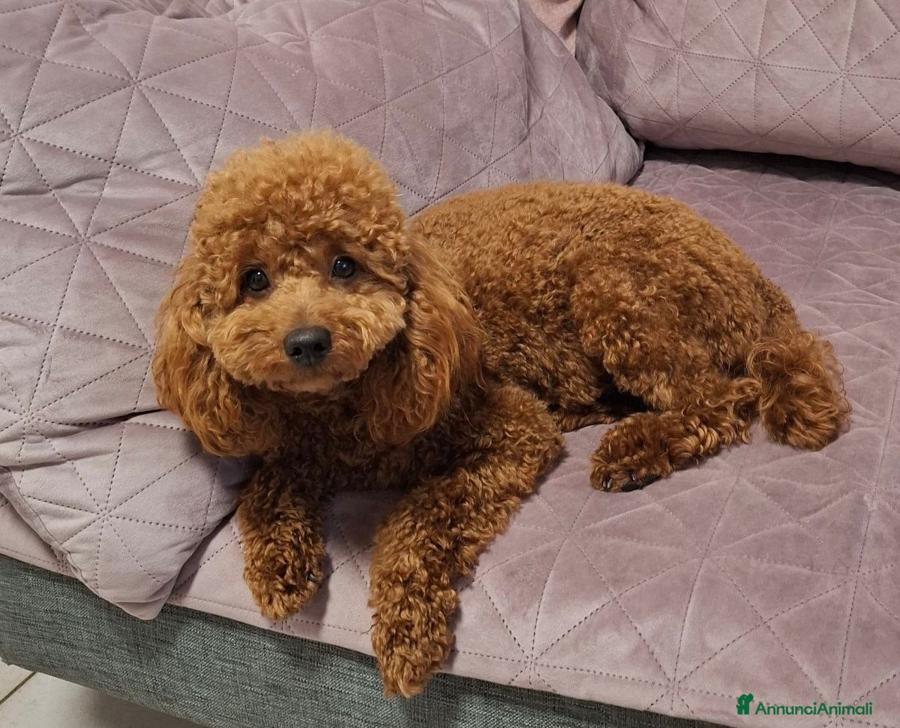 Meticcio cani Barboncino Nano - Annuncio 2