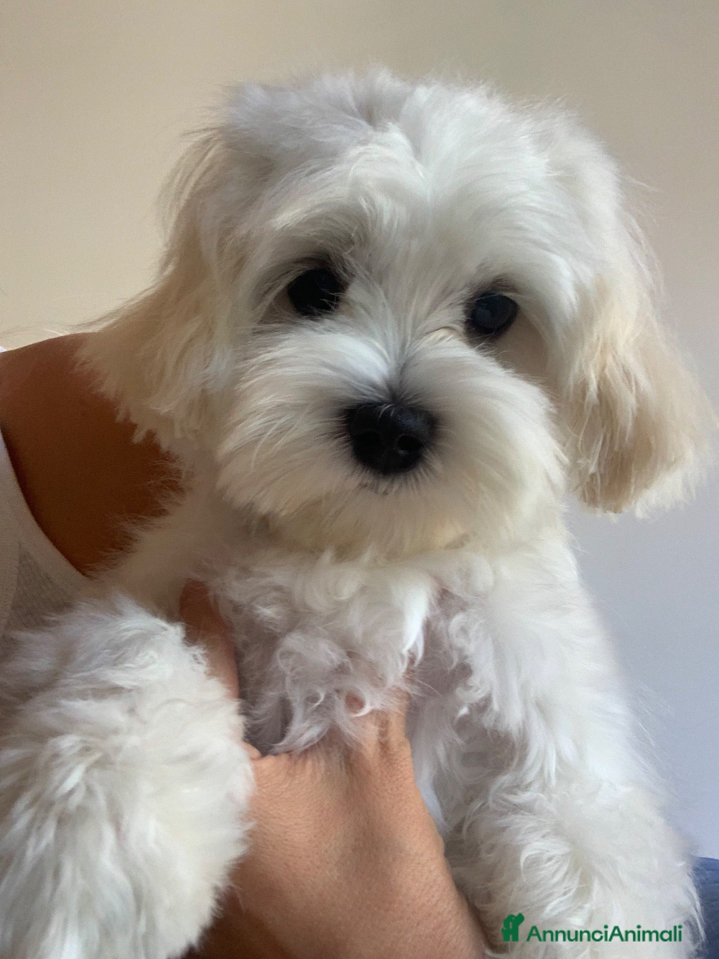Maltese cani Cucciolo di maltese - Annuncio 16